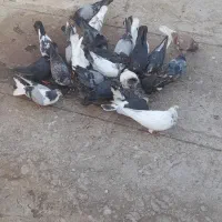تعدادی کبوتر
