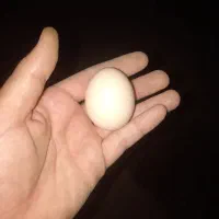 فروش تخم مرغ نطفه دار برهما