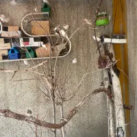 فنچ|پرنده|اصفهان, کوی راه حق|دیوار