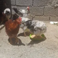 خروس محلی