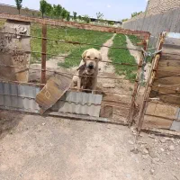 سگ پژدر|سگ|مشهد, علی آباد|دیوار