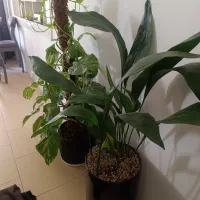 دو تا گل با گلدان