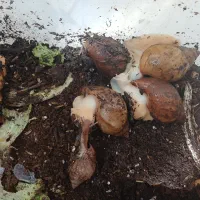 5عدد حلزون اچاتینا پیش مولد،ی اشانتیون 3سانتیی