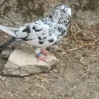 کبوتر سوسک تکپر پروازی