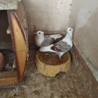 دوکت