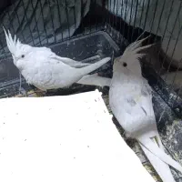 جوجه عروس هلندی