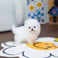 پسر پامرانین خرس کوچولو