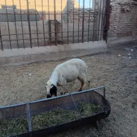 میش