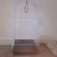 پرنده