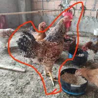 خروس