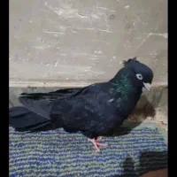 کبوتر ابادان