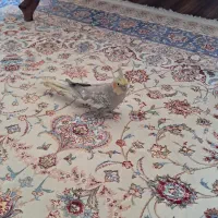 عروس هلندی ماده