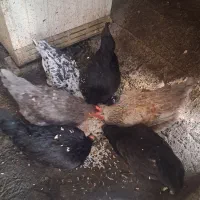 مرغ تخم گذار