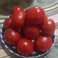 گوجه فرنگی درجه1وقیمت مناسب
