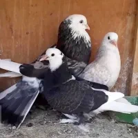 پرشی ساعت سنگین