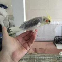 جفت عروس هلندی مولد با جوجه