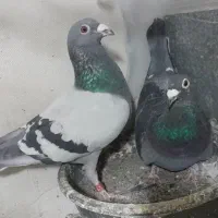 جوجه مسافتی