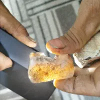 شجر خرمایی،مشکی و عقیق جزع و سرخ