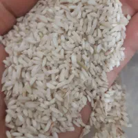 برنج نیم دود شیرودی ۲۷۰قلوه معطر هاشمی۲۶۰