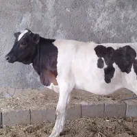 تعدادی شنگد سمینتال و جرسی