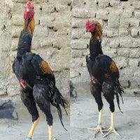 خروس لاری اوشامو