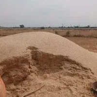 کاه کوبیده گندم درجه۱