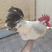 خروس