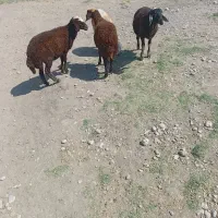 ۴عددبره ماده افشاری کله سفید ب فروش رسید