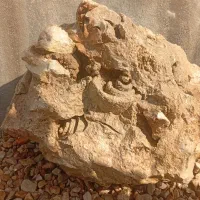 فسیل
