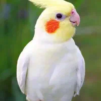 مرغ عروس دستی پیدا شده