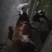 قوچ پلنگی