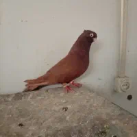 گروه خرید فروش و قرعه کشی