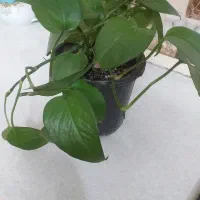 گل طبیعی پتوس  گوش گرگی