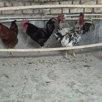 خروس یک ساله نژاد اصیل