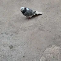 کبوتر