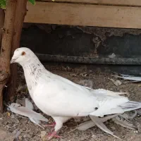 کبوتر