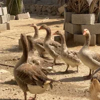 قاز غاز|حیوانات مزرعه|اهرم, |دیوار