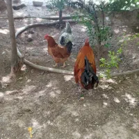 مرغ وخروس