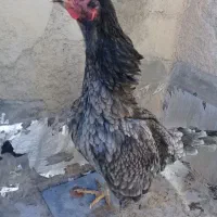 لاری طوس