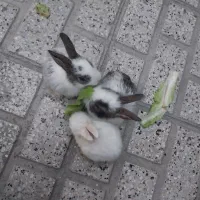 خرگوش