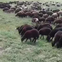 نیازمند چوپان