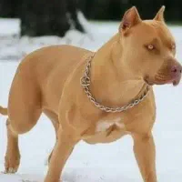 سگ ماده