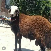 گوسفند زنده تهرانپارس غربی و شرقی نارمک