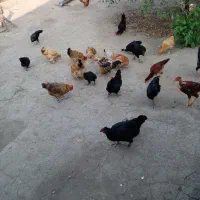 مرغ خروس