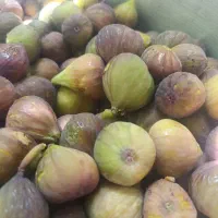 انجیر|خوردنی و آشامیدنی|ارومیه, |دیوار