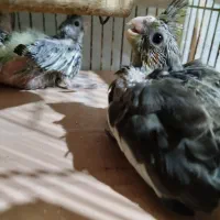جوجه عروس هلندی سرلاکی