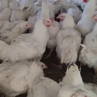 انواع مرغ گوشتی و تخمگذار موجودمحلی گلپایگانی جوجه