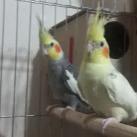 عروس هلندی مولد همراه با قفس