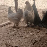 مرغ خروس زینتی و دستگاه جوجه کشی