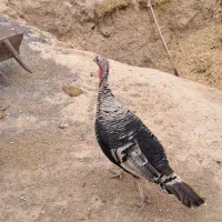 فردش بوقلمون ماده